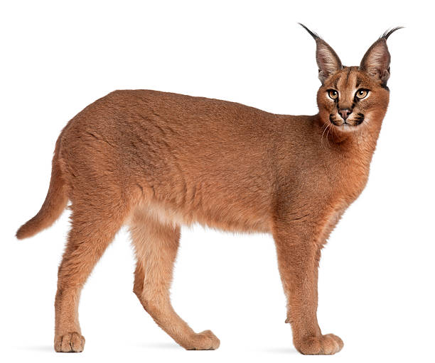 Profile of a Caracal, six months old, standing, white background.  caracal photos stock pictures, royalty-free photos & images