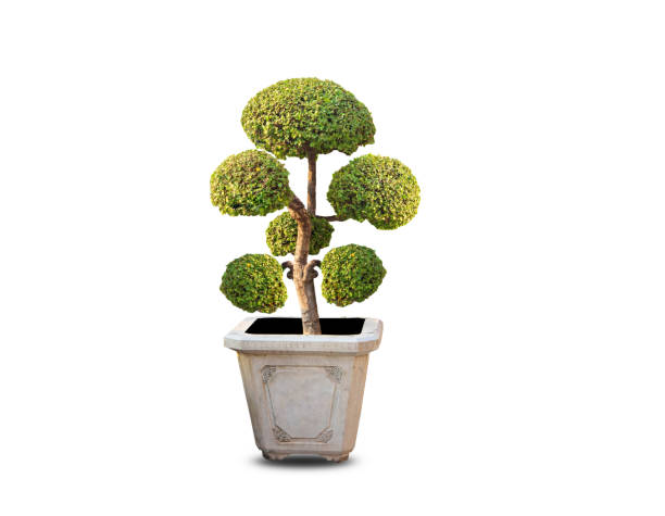 istock Bonsai tree in natural pots, isolated from white background. Clipping part 1213781203