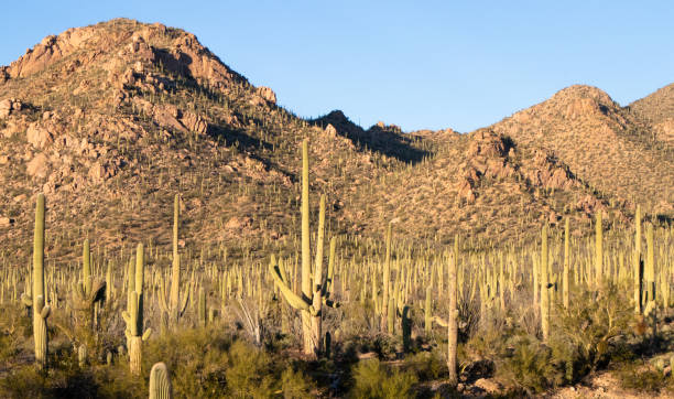 istock Saguaro Forest: Arizona's Saguaro National Park 1213781463