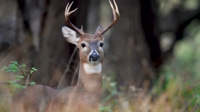 Deer Buck Video Clip