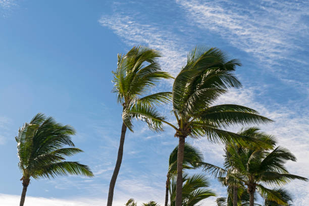 Coconut Palm Tree and sky stock photo