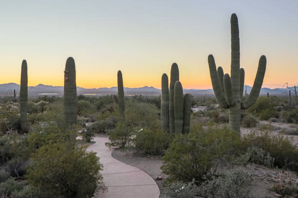 istock Saguaro Forest: Arizona's Saguaro National Park 1213782591