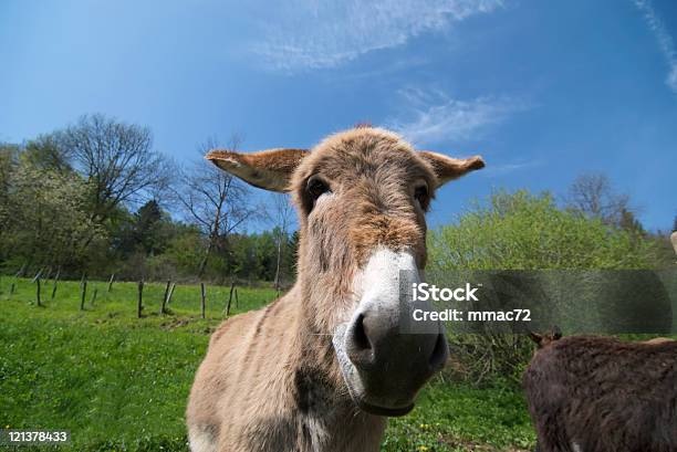 Donkey Stock Photo - Download Image Now - Animal, Ass - Horse Family, Blue