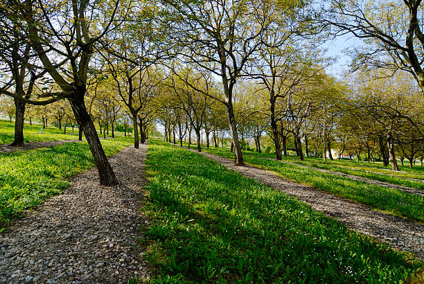 Walnut trees  walnut grove stock pictures, royalty-free photos & images