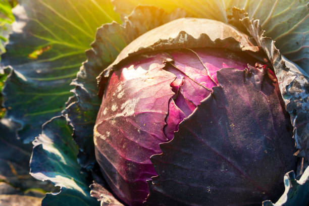 purple cabbage growing in the agriculture field