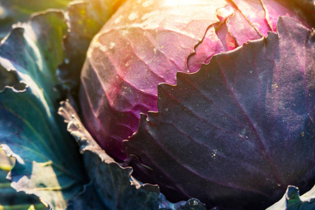 istock purple cabbage growing in the agriculture field 1213784469