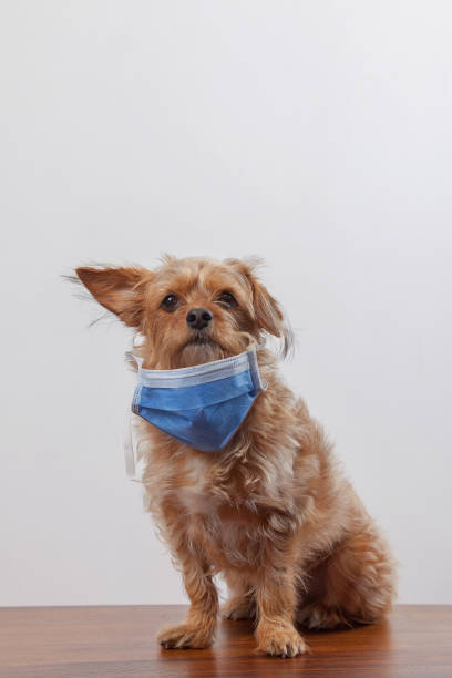 istock Dog in a medical mask. 1213784561