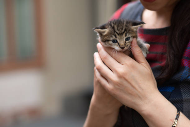 istock Human hand holding a striped brindled kitty cat outdoors 1213786477