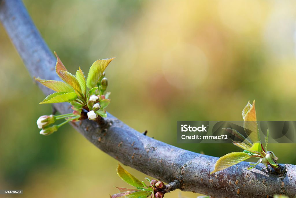 Zweig mit Blättern und Blüten - Lizenzfrei Anfang Stock-Foto