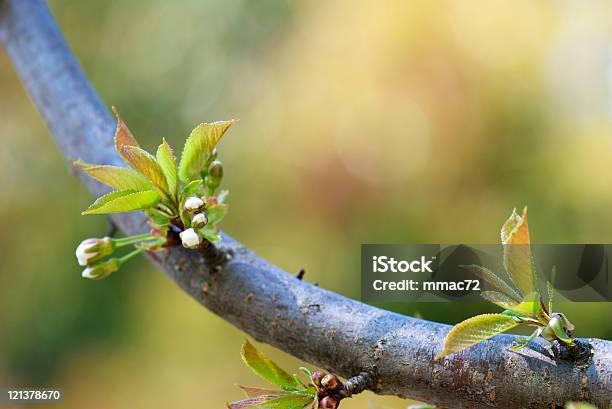 Zweig Mit Blättern Und Blüten Stockfoto und mehr Bilder von Anfang - Anfang, April, Ast - Pflanzenbestandteil