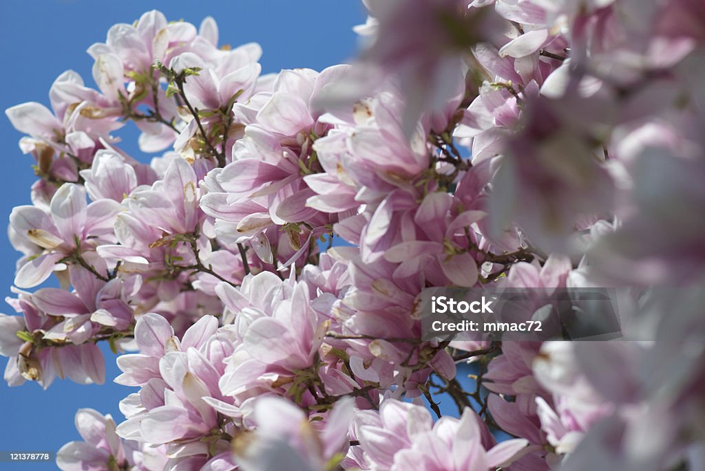 magnolia de fondo - Foto de stock de Abril libre de derechos