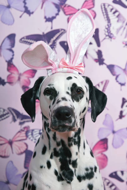 le portrait d’un chien dalmate tacheté blanc et noir avec un bandeau drôle d’oreilles de lapin sur sa tête posant à l’intérieur sur un fond rose de papier peint avec des papillons - dalmatian rabbit photos et images de collection