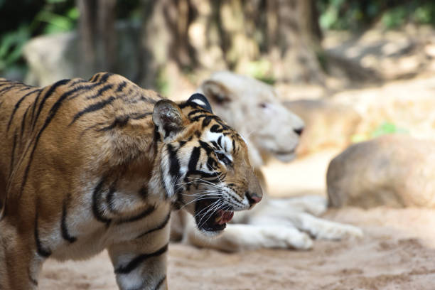 King of animals