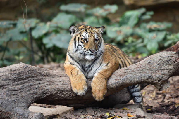 istock Tiger, a king of cats 1213791049