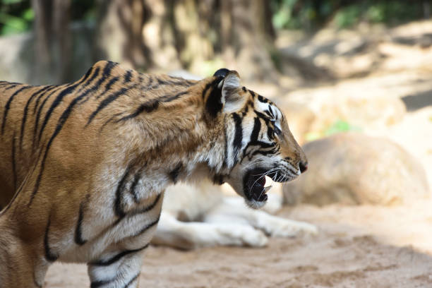 istock Tiger, a king of cats 1213791050