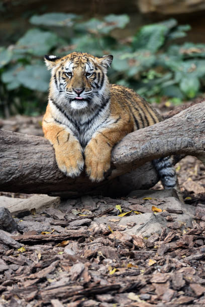 istock Tiger, a king of cats 1213791051