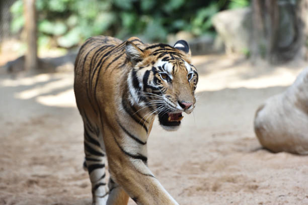 istock Tiger, a king of cats 1213791060