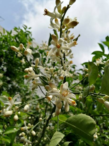 istock Fresh orange blossom flowers picture 1213791111