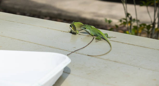 istock Two male Green Anoles, Anolis carolinensis 1213796007