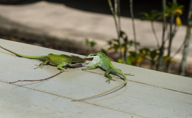 istock Two male Green Anoles, Anolis carolinensis 1213796529