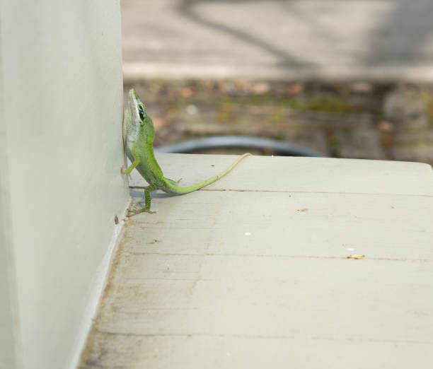 istock Male Green Anole, Anolis carolinensis 1213796534