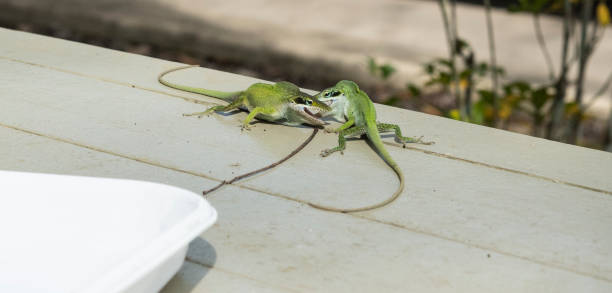 istock Two male Green Anoles, Anolis carolinensis 1213796537