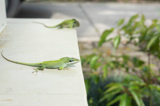 istock Two male Green Anoles, Anolis carolinensis 1213796544