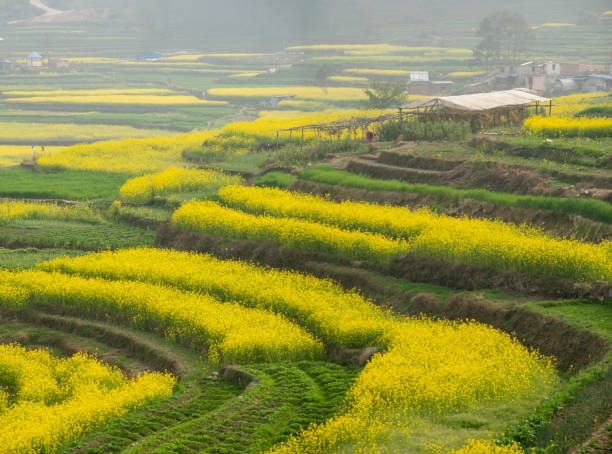 istock Blooming Mustard Fields of Nepal 1213797427