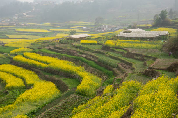 istock Blooming Mustard Fields of Nepal 1213797557