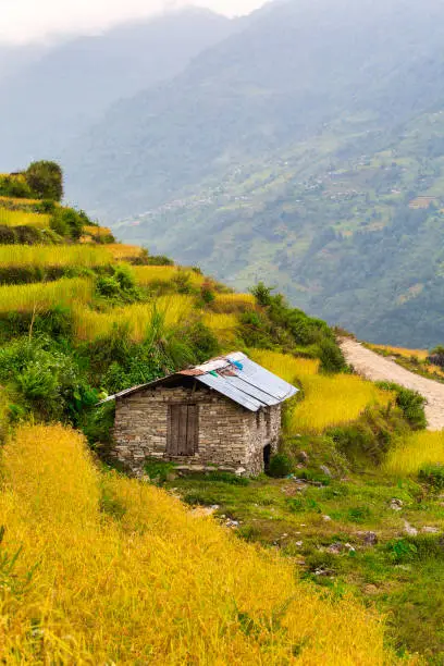 A stone hut located in a barley plantation between the walking path to the Annapurna Base Camp, a famous and challenging walking route for travelers around the world.