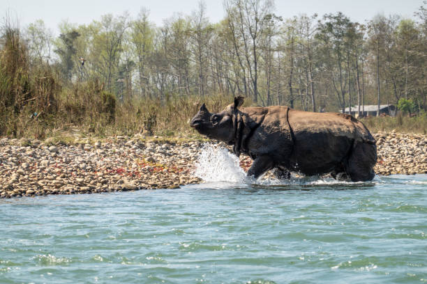 istock An Endangered One Horned Rhino in a River in Nepal 1213801483