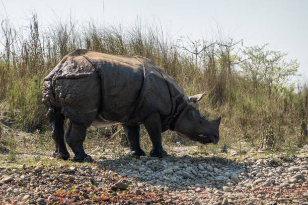 istock An Endangered One Horned Rhino on a River Bank in Nepal 1213801548