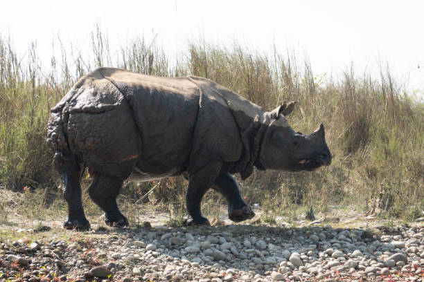 istock An Endangered One Horned Rhino on a River Bank in Nepal 1213801574