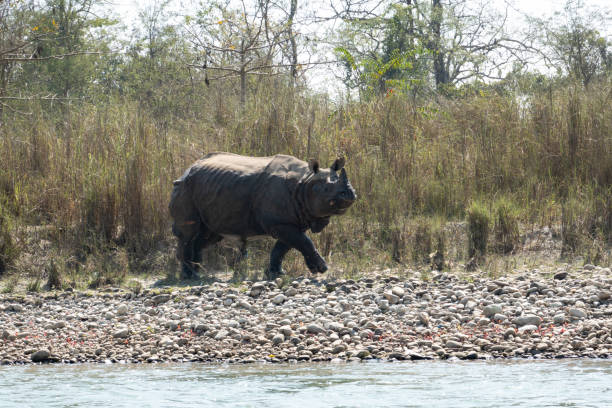 istock An Endangered One Horned Rhino on a River Bank in Nepal 1213801603