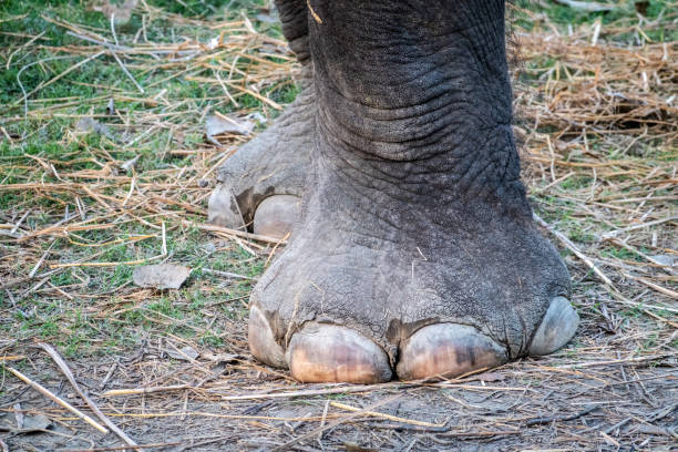 A Closeup of Elephant Feet with its large toe nails.