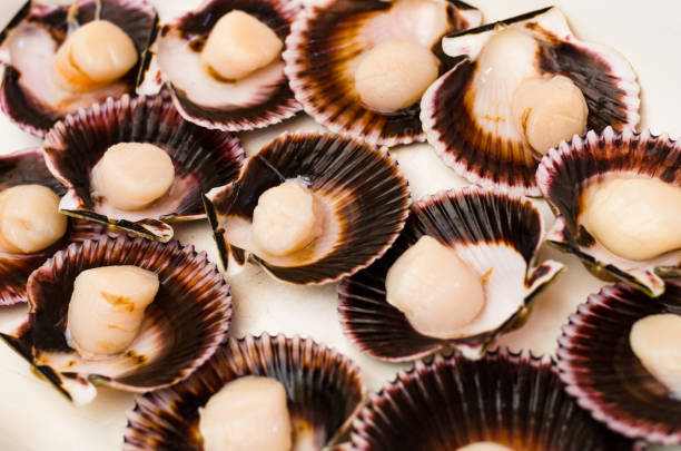 istock Conchitas a la parmesana - Shells covered in Melted Parmesan Cheese 1213804527