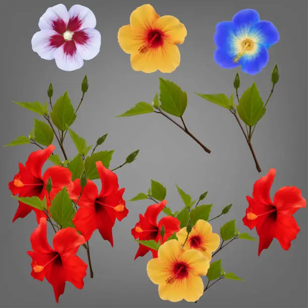 Vector illustration of Realistic Hibiscus floral set with flowers, leaves and branches.