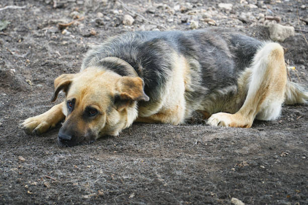 istock Dog with the collar with sad eyes lying on the ground 1213807588