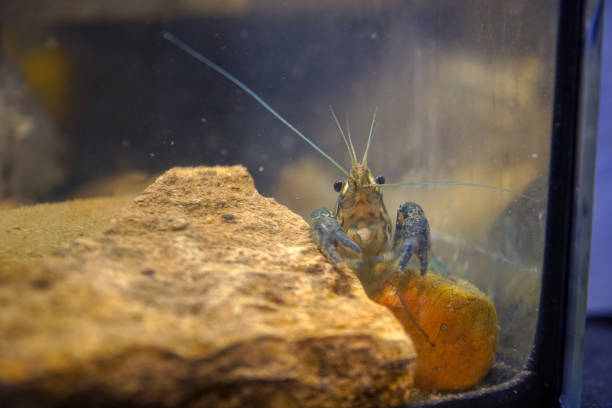 Marble crayfish sitting at a stone in an aquarium. Procarambus virginalis. Selective focus