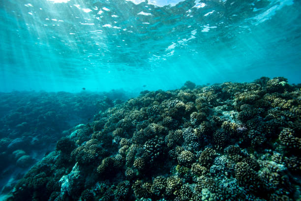 istock Beautiful coral reef and sunshine 1213810059