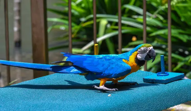 Blue-Throated Macaw Parrot at KL Bird Park.