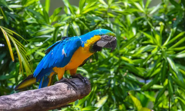 Blue-Throated Macaw Parrot at KL Bird Park.