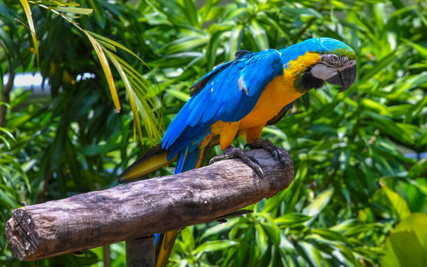 istock Blue-Throated Macaw Parrot at KL Bird Park 1213813878