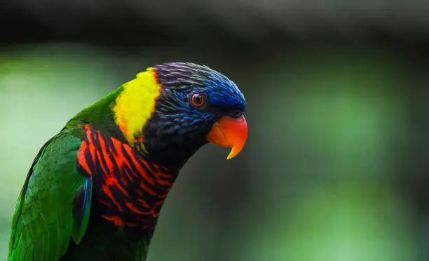 Rainbow Lorikeet Parrot at KL Bird Park.