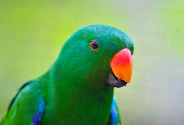 Parrot at KL Bird Park.