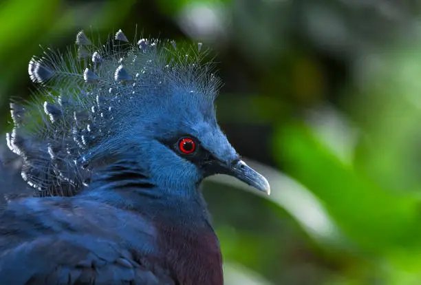 Western Victorian crowned-pigeon at KL Bird Park.