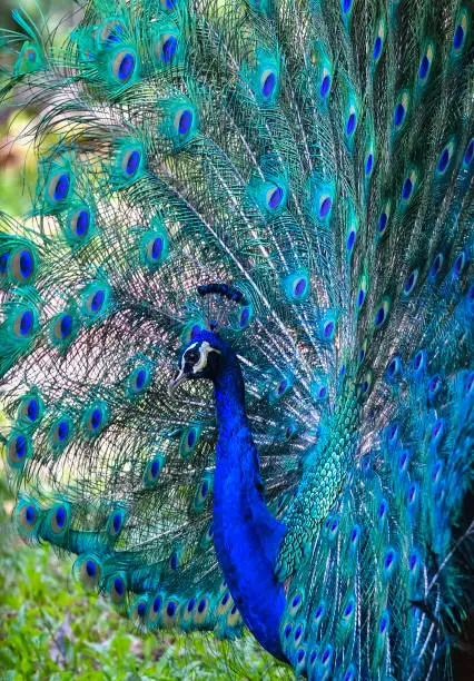 Peacock at KL Bird Park.