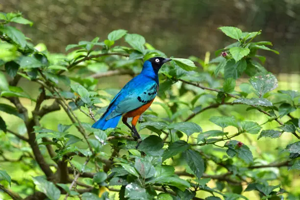 Supreme Starling bird at KL Bird Park.