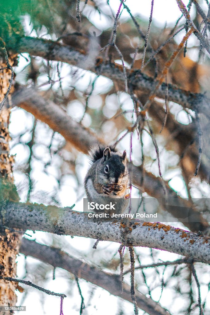 Cute Chipmunk Eating In a Pine Tree On Grand Mesa National Forest In Beautiful Western Colorado Cute Squirrel In a Pine Tree On Grand Mesa In Beautiful Western Colorado Adventure Stock Photo