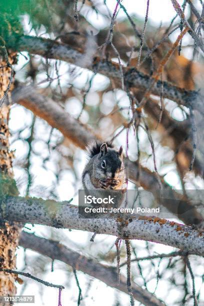 Cute Chipmunk Eating In A Pine Tree On Grand Mesa National Forest In Beautiful Western Colorado Stock Photo - Download Image Now
